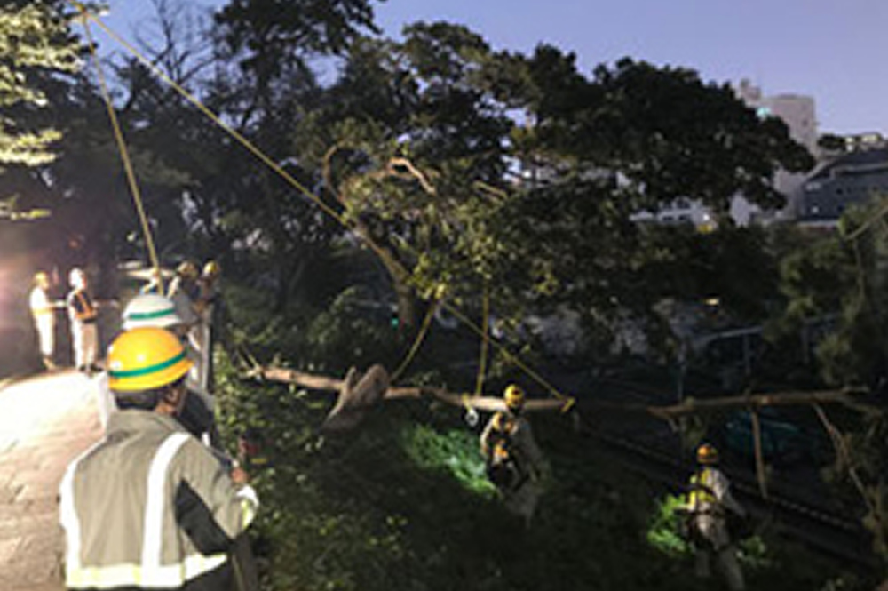 2019年台風19号中央線倒木緊急